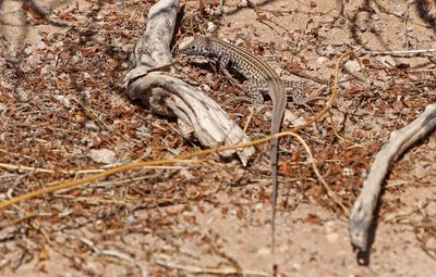 2025 Herp Photos