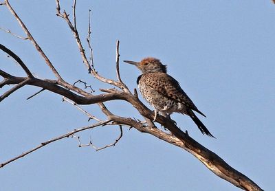 Gilded Flicker 2025-03-22