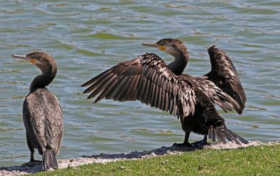 2025 Bird Photos