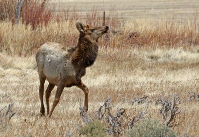 Elk 2025-04-13