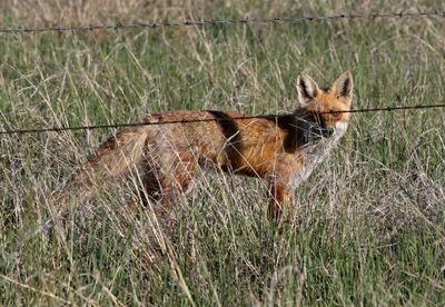 2025 Mammal Photos