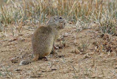 2025 Mammal Photos