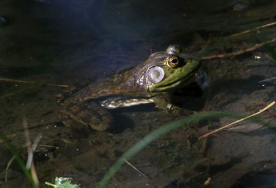 American Bullfrog 2025-05-04