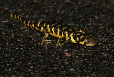 Barred Tiger Salamander 2025-03-29