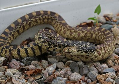 Bullsnake 2025-04-29