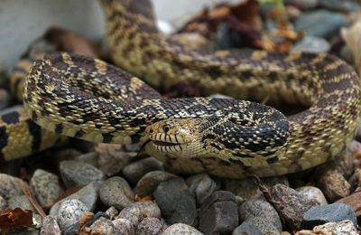 Bullsnake 2025-04-29