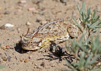 Texas Horned Lizard 2025-05-03