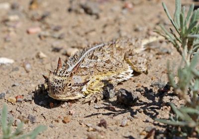Texas Horned Lizard 2025-05-03