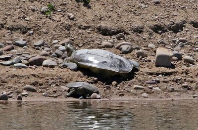 Western Spiny Softshell 2025-05-03