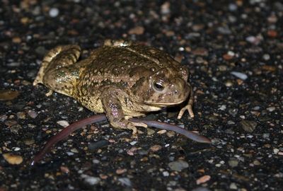 Woodhouse's Toad 2025-03-29