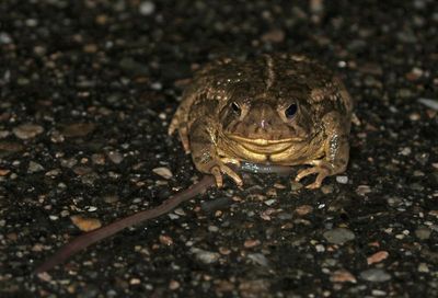 2025 Herp Photos