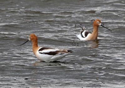 American Avocet 2025-04-13