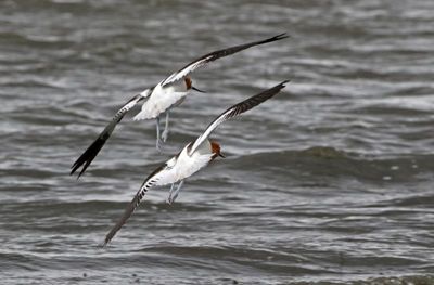 American Avocet 2025-04-13