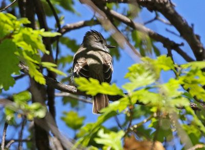 Ash-throated Flycatcher 2025-05-03