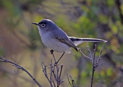 Blue-gray Gnatcatcher 2025-05-03