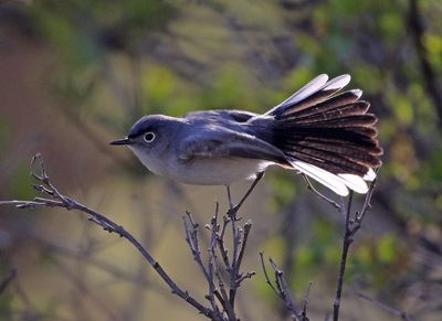 Blue-gray Gnatcatcher 2025-05-03