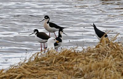 Black-necked Stilt 2025-04-13