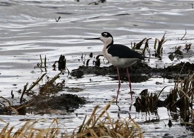 Black-necked Stilt 2025-04-13