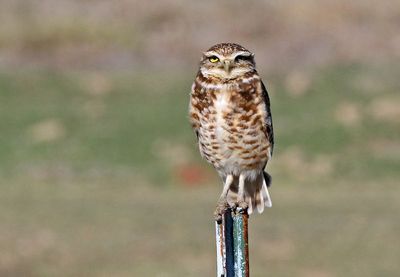 Burrowing Owl 2025-05-03