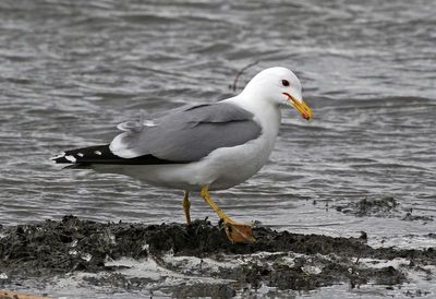 California Gull 2025-04-13