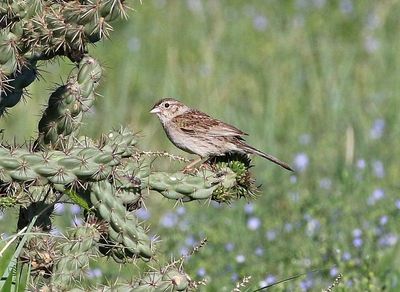 Cassin's Sparrow 2025-06-01