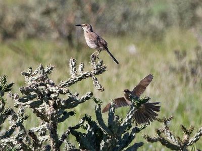 Curve-billed Thrasher 2025-06-01