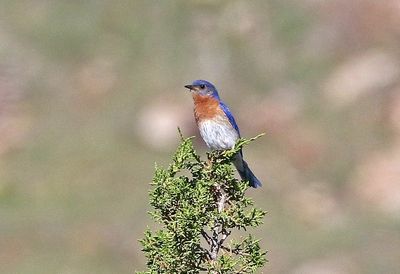 Eastern Bluebird 2025-06-01
