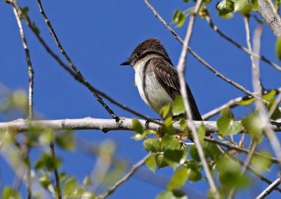 Eastern Phoebe 2025-05-03