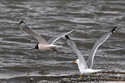 Franklin's Gull 2025-04-13