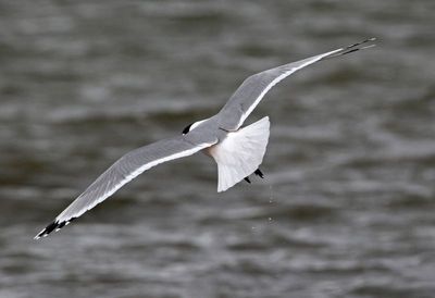 Franklin's Gull 2025-04-13