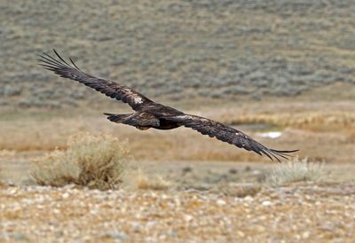 Golden Eagle 2025-04-13