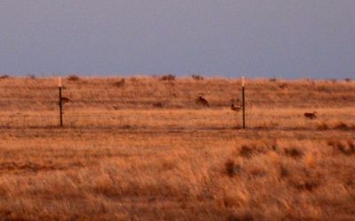 Greater Prairie-Chicken 2025-04-06