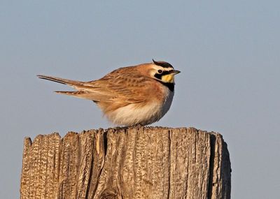 Horned Lark 2025-04-06