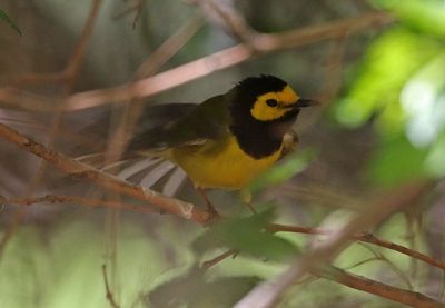 Hooded Warbler 2025-05-04