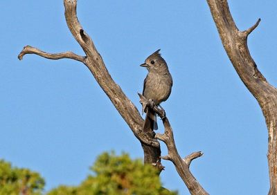 Juniper Titmouse 2025-06-01