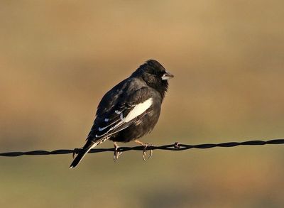 Lark Bunting 2025-05-03
