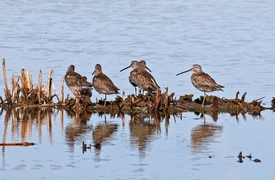 Long-billed Dowitcher 2025-04-06