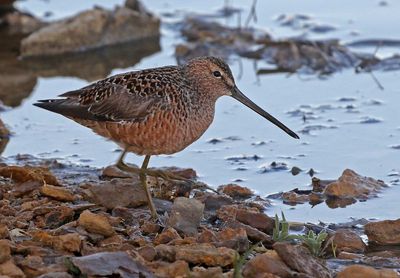 Long-billed Dowitcher 2025-05-04