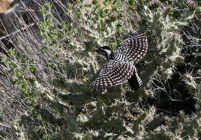 Ladder-backed Woodpecker 2025-06-01