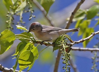 Lucy's Warbler 2025-04-29