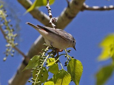 Lucy's Warbler 2025-04-29