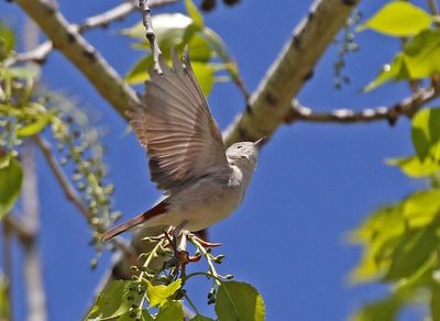 Lucy's Warbler 2025-04-29