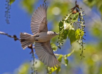 Lucy's Warbler 2025-04-29