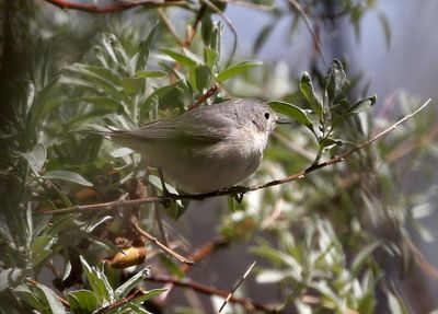Lucy's Warbler 2025-04-29