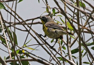 Magnolia Warbler 2025-06-01