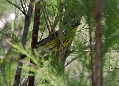 Magnolia Warbler 2025-06-01