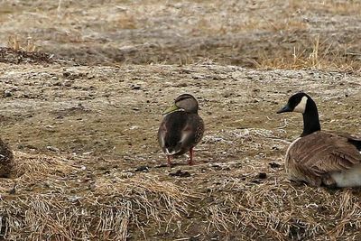 Mexican Duck 2025-04-13