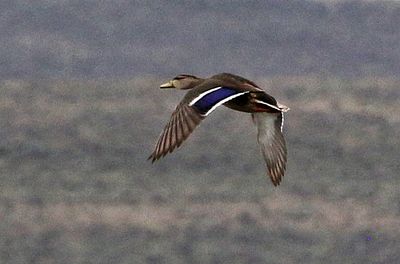 Mexican Duck 2025-04-13