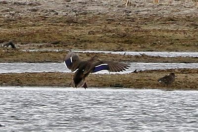 Mexican Duck 2025-04-13