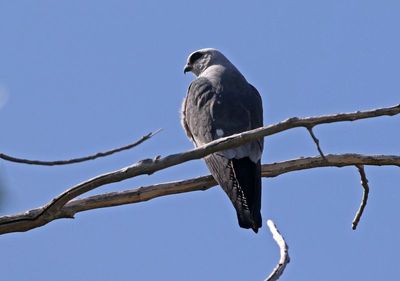 Mississippi Kite 2025-06-01